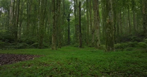 Drone view of Bali. Tropical forest interior. Nature background of a rainforest Stock Footage 248902158