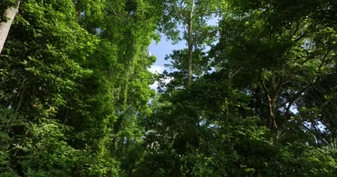 Drone view of Bali. Tropical forest interior. Nature background of a rainforest Stock Footage 248902171