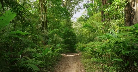 Drone view of Bali. Tropical forest interior. Nature background of a rainforest Stock Footage 248902211