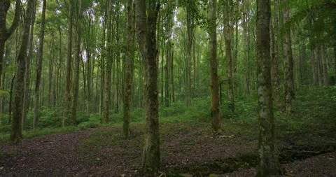 Drone view of Bali. Tropical forest interior. Nature background of a rainforest Stock Footage 248902229