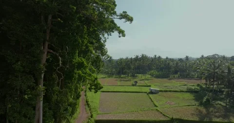 Drone view of Bali. Tropical forest interior. Nature background of a rainforest Stock Footage 249788906