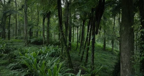 Drone view of Bali. Tropical forest interior. Nature background of a rainforest Stock Footage 249788965