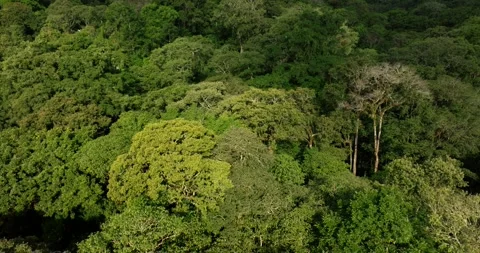 Drone view of Bali. Tropical forest interior. Nature background of a rainforest Stock Footage 250114467
