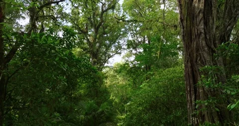 Drone view of Bali. Tropical forest interior. Nature background of a rainforest Stock Footage 250114719
