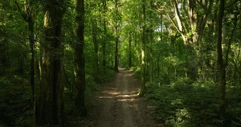 Drone view of Bali. Tropical forest interior. Nature background of a rainforest Stock Footage 251115554