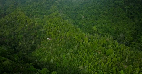 Drone view of Bali. Tropical forest interior. Nature background of a rainforest Stock Footage 251799751