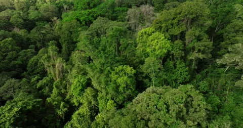 Drone view of Bali. Tropical forest interior. Nature background of a rainforest Stock Footage 251892948