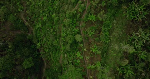 Drone view of Bali. Tropical forest interior. Nature background of a rainforest Stock Footage 251973159