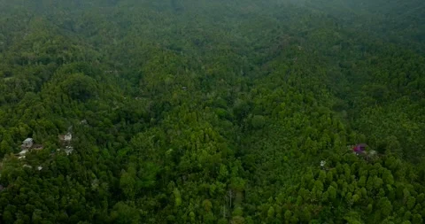 Drone view of Bali. Tropical forest interior. Nature background of a rainforest Stock Footage 252250640