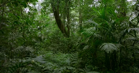 Drone view of Bali. Tropical forest interior. Nature background of a rainforest Stock Footage 252525844