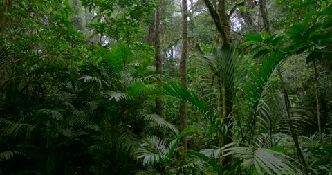 Drone view of Bali. Tropical forest interior. Nature background of a rainforest Stock Footage 252525944