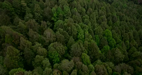 Drone view of Bali. Tropical forest interior. Nature background of a rainforest Stock Footage 252525998