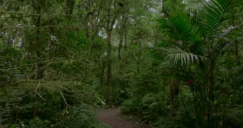 Drone view of Bali. Tropical forest interior. Nature background of a rainforest Stock Footage 252526205