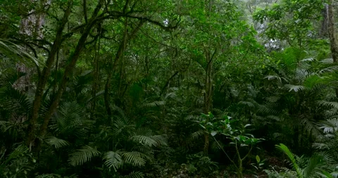Drone view of Bali. Tropical forest interior. Nature background of a rainforest Stock Footage 252574789
