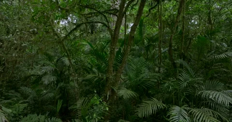 Drone view of Bali. Tropical forest interior. Nature background of a rainforest Stock Footage 252575022