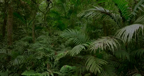 Drone view of Bali. Tropical forest interior. Nature background of a rainforest Stock Footage 252967086