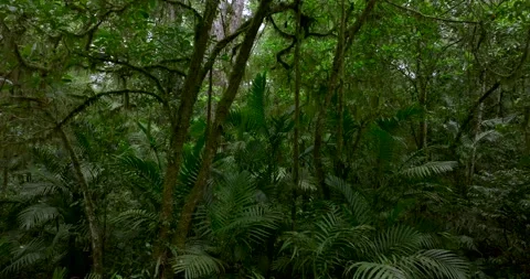 Drone view of Bali. Tropical forest interior. Nature background of a rainforest Stock Footage 252967100