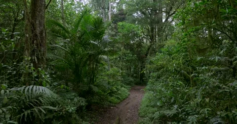 Drone view of Bali. Tropical forest interior. Nature background of a rainforest Stock Footage 252967147