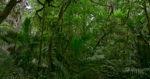 Drone view of Bali. Tropical forest interior. Nature background of a rainforest Stock Footage 253501385