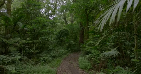 Drone view of Bali. Tropical forest interior. Nature background of a rainforest Stock Footage 253501550