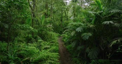 Drone view of Bali. Tropical forest interior. Nature background of a rainforest Stock Footage 273534096