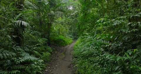 Drone view of Bali. Tropical forest interior. Nature background of a rainforest Stock Footage 276090595