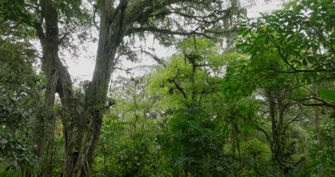 Drone view of Bali. Tropical forest interior. Nature background of a rainforest Stock Footage 276282220