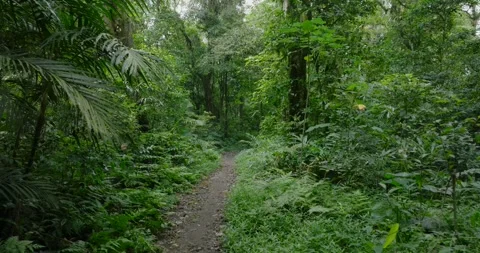 Drone view of Bali. Tropical forest interior. Nature background of a rainforest Stock Footage 276282273
