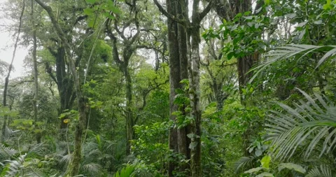 Drone view of Bali. Tropical forest interior. Nature background of a rainforest Video stock 276282298