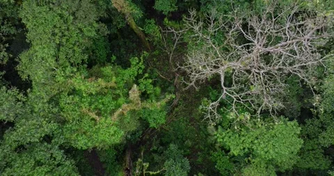 Drone view of Bali. Tropical forest interior. Nature background of a rainforest Stock Footage 276282440