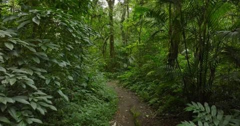 Drone view of Bali. Tropical forest interior. Nature background of a rainforest Video stock 276282487