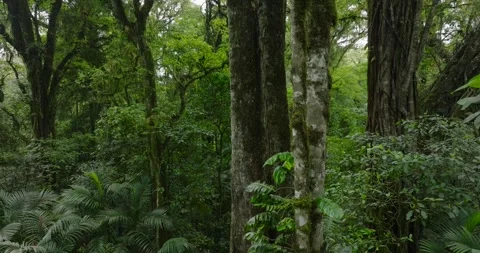 Drone view of Bali. Tropical forest interior. Nature background of a rainforest Stock Footage 276282504