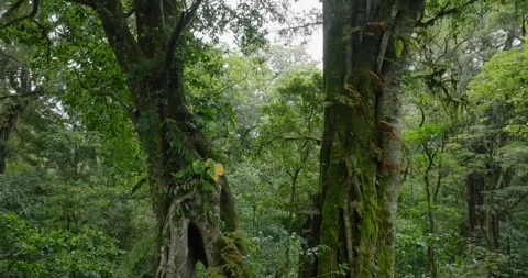 Drone view of Bali. Tropical forest interior. Nature background of a rainforest Stock Footage 276318249
