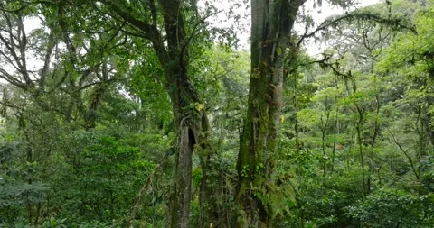 Drone view of Bali. Tropical forest interior. Nature background of a rainforest Stock Footage 276318308