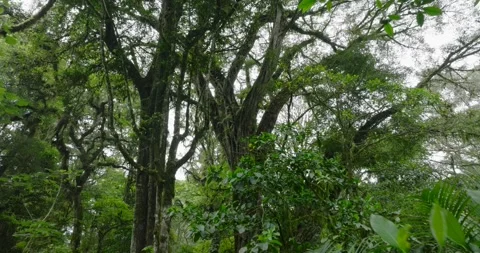 Drone view of Bali. Tropical forest interior. Nature background of a rainforest Stock Footage 276318343
