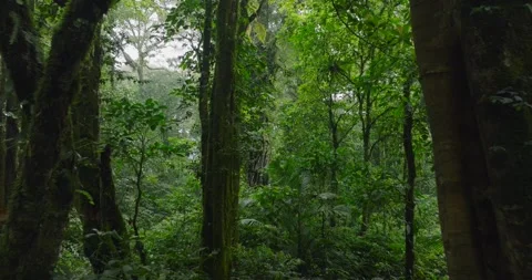 Drone view of Bali. Tropical forest interior. Nature background of a rainforest Stock Footage 276451233