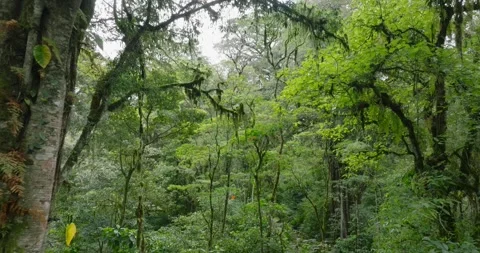 Drone view of Bali. Tropical forest interior. Nature background of a rainforest Video stock 276451263