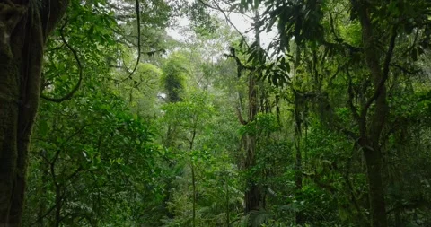 Drone view of Bali. Tropical forest interior. Nature background of a rainforest Stock Footage 276451342