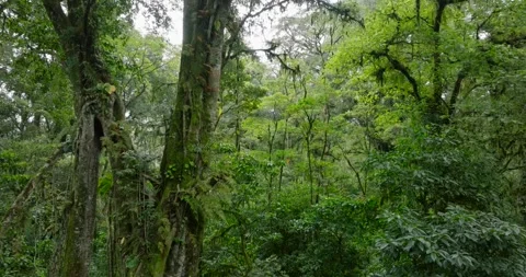 Drone view of Bali. Tropical forest interior. Nature background of a rainforest Stock Footage 276479181