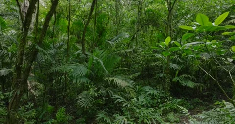 Drone view of Bali. Tropical forest interior. Nature background of a rainforest Stock Footage 276479302