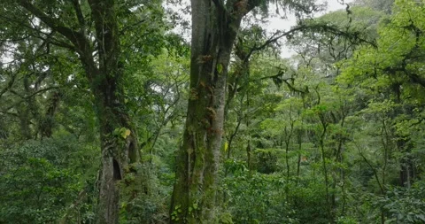 Drone view of Bali. Tropical forest interior. Nature background of a rainforest Stock Footage 276597613