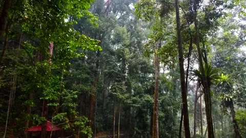 Drone view of Bali. Tropical forest interior. Nature background of a rainforest Video stock 277130279