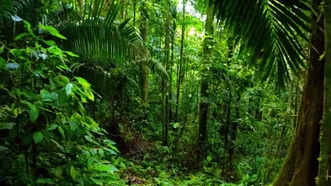 Drone view of Bali. Tropical forest interior. Nature background of a rainforest Stock Footage 277130293