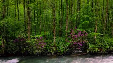 Drone view of Bali. Tropical forest interior. Nature background of a rainforest Stock Footage 277130445