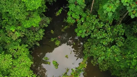 Drone view of Bali. Tropical forest interior. Nature background of a rainforest Stock Footage 277130708