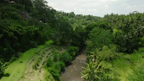Drone view of Bali. Tropical river in forest. Nature background of a rainforest 库存影片 241334749