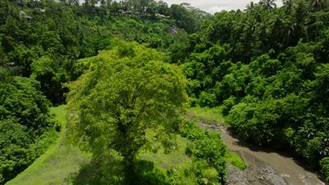Drone view of Bali. Tropical river in forest. Nature background of a rainforest Stockbeeldmateriaal 241334998