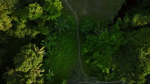 Drone view of Bali. Tropical trees in jungle. Forest in island Bali, Indonesia Stock Footage 237013165