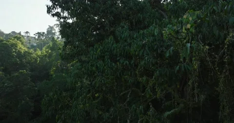 Drone view of Bali. Tropical trees in jungle. Forest in island Bali, Indonesia 库存影片 237013380