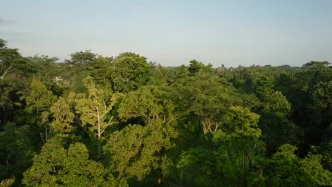 Drone view of Bali. Tropical trees in jungle. Forest in island Bali, Indonesia Stock Footage 237113447